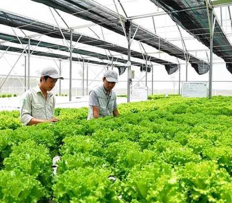japanese_firms_increase_investment_in_vietnams_agriculture