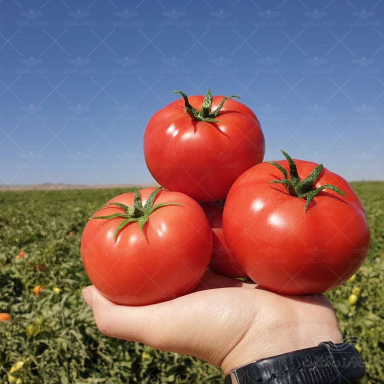 بذر گوجه 8320
