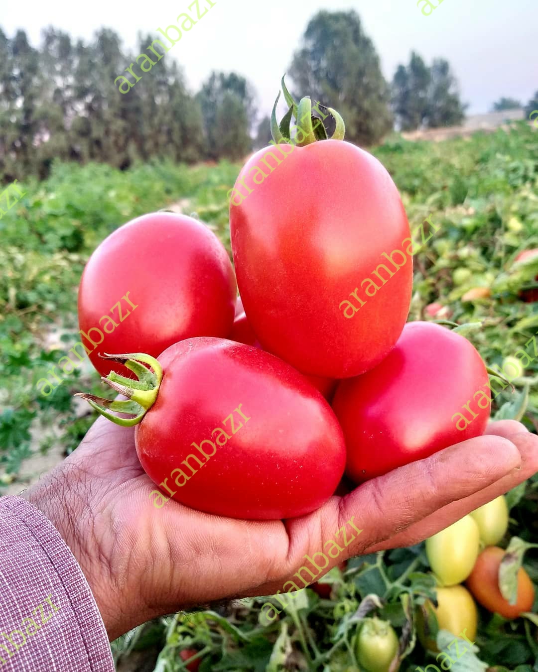 بذر گوجه فرنگی ۰۴۰۶