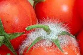 بیماری های قارچی در بذر گوجه فرنگی