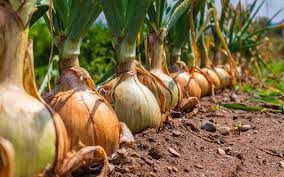 طریقه آبیاری پیاز