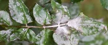 مقابله با سفیدک گوجه فرنگی