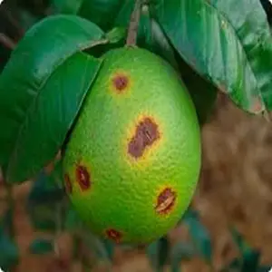 بیماری های شایع مرکبات