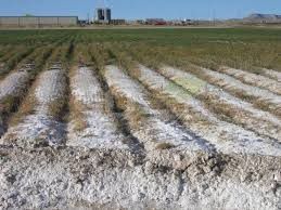 بررسی اثر شوری خاک