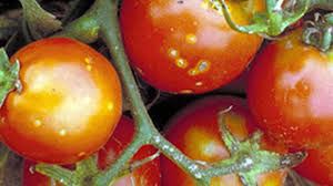 شانکر باکتری گوجه فرنگی