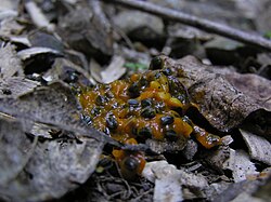  کود کبوتر برای گوجه فرنگی پیشنهاد می شود؟