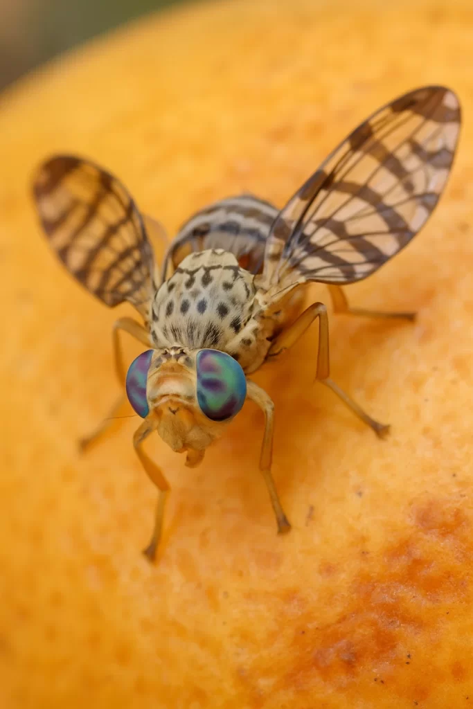 مگس میوه مدیترانه ای آنتراکنوز