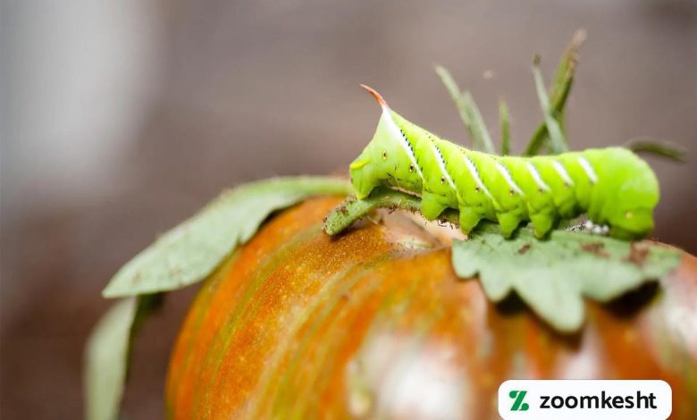 استفاده از حشره کش ها برای گوجه