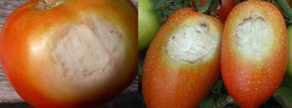 آفتاب سوختگی گوجه فرنگی