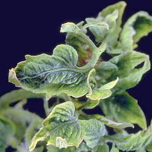 علایم سرجمعک