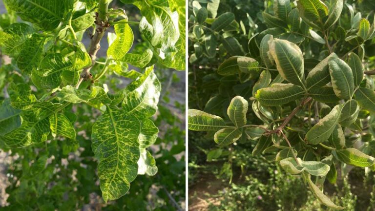 کمبود مواد مغذی در گیاهان
