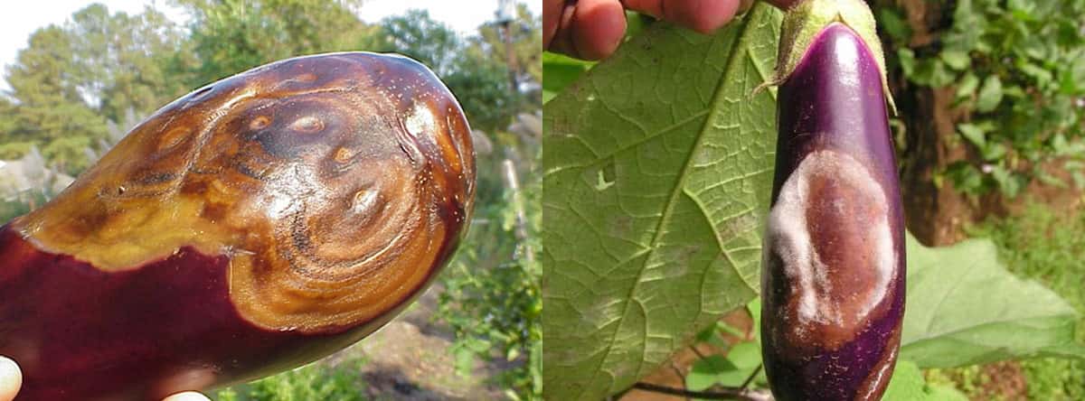 پوسیدگی ساقه گیاه بادمجان