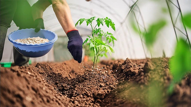 مزیت کود اوره