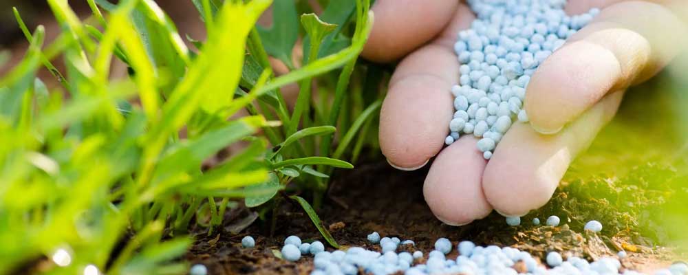 نقش نیتروژن در رشد گیاهان