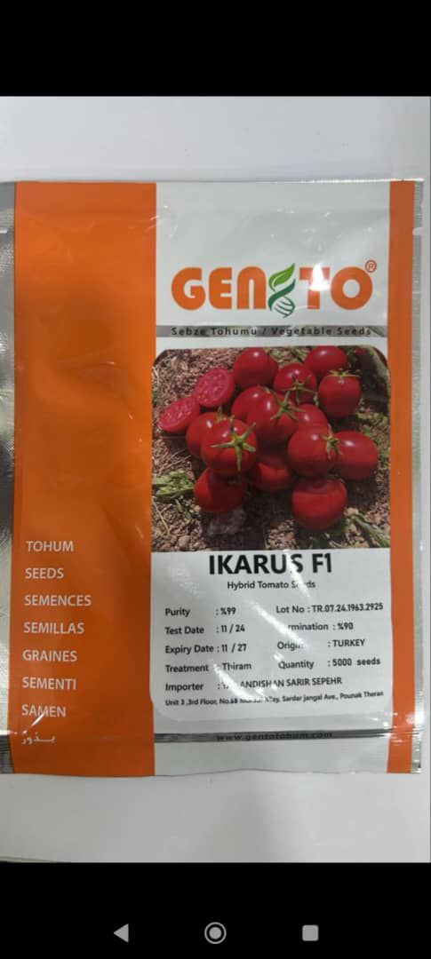 بذر گوجه ایکاروس