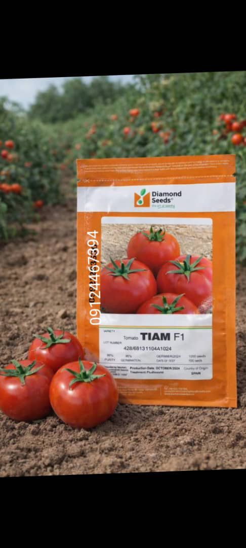 بذر گوجه تیام