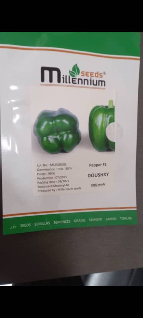 بذر دلمه دوشکی