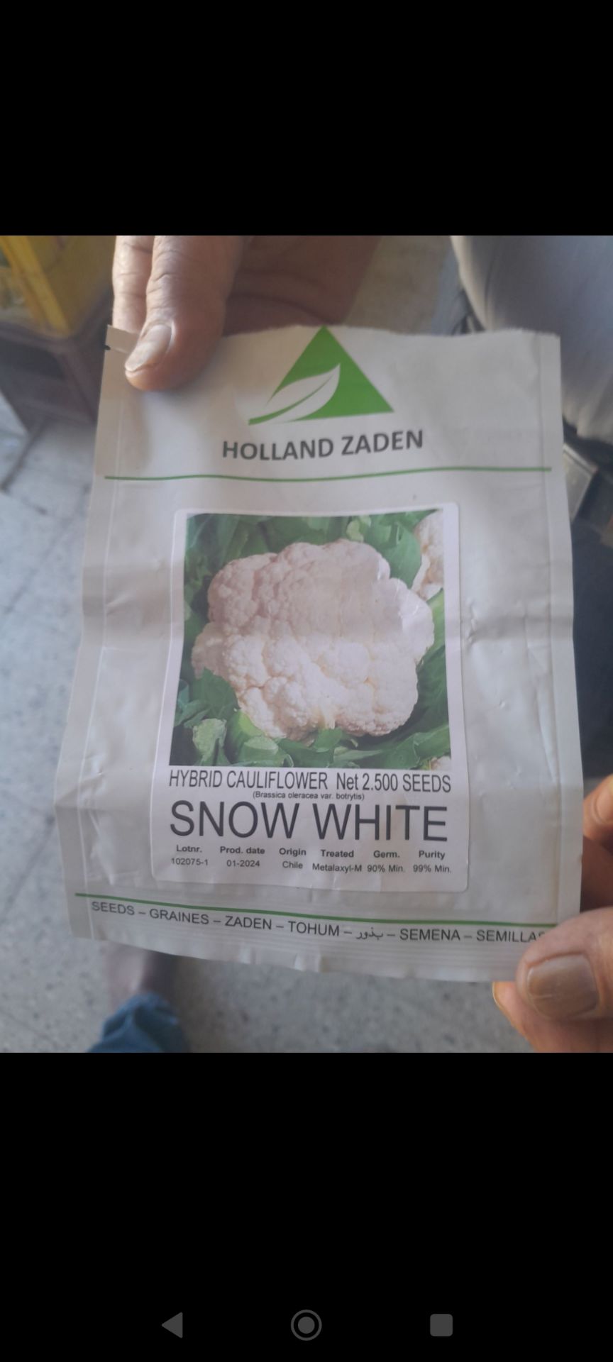 بذر گل کلم اسنو وایت