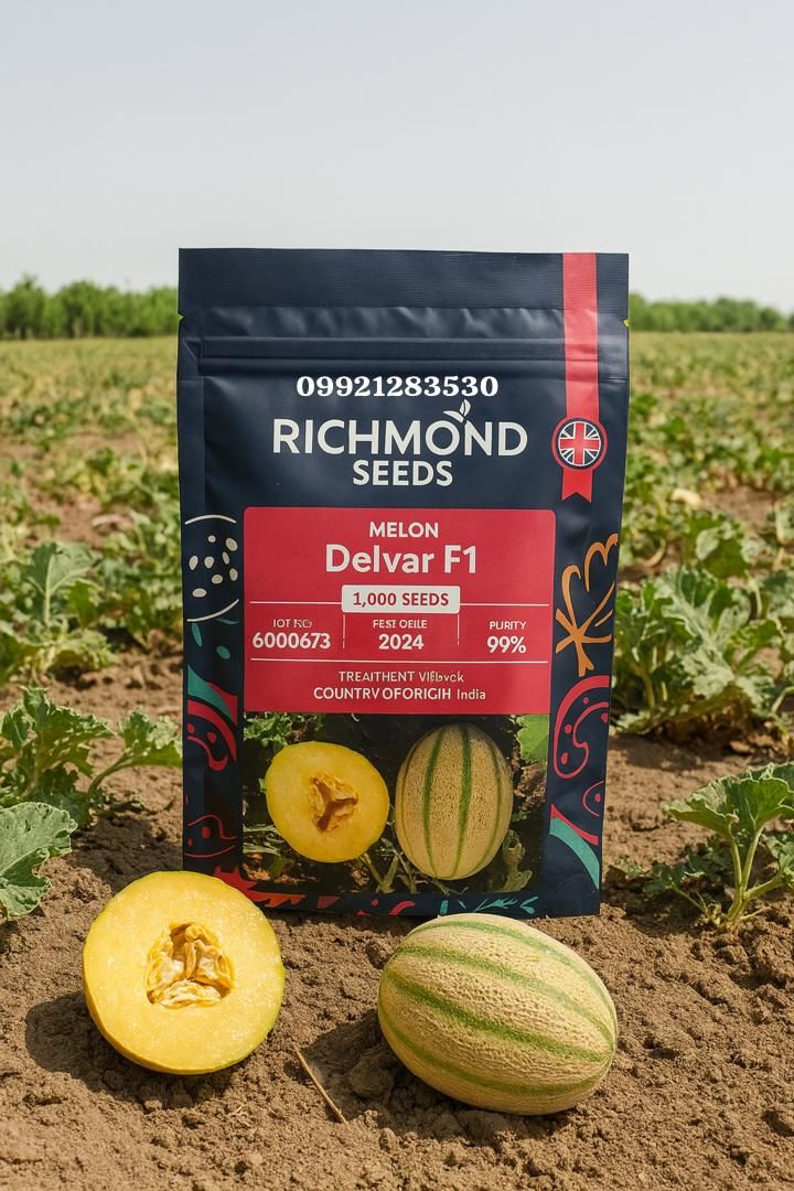 بذر خربزه دلوار