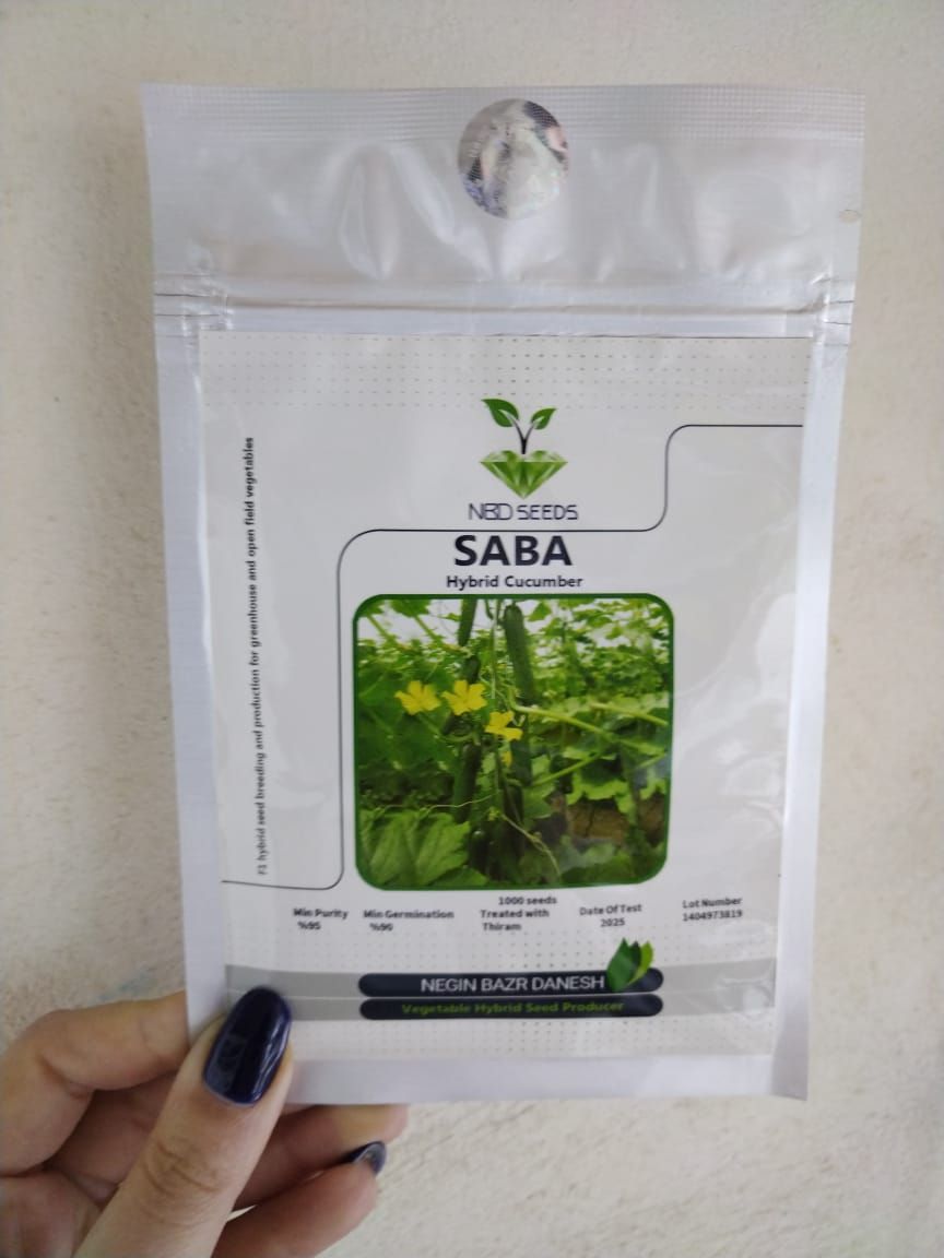 بذر خیار گلخانه‌ای سبا