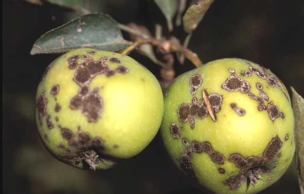بیماری لکه چوب پنبه ای