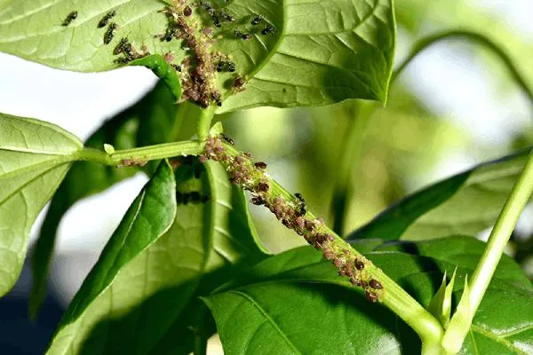 بیماری لکه سیاه گلابی