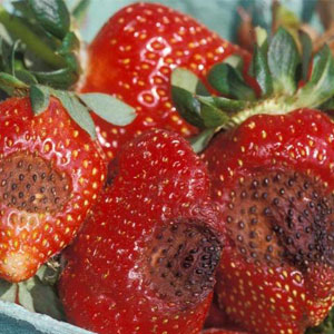 پوسیدگی خاکستری توت فرنگی در اثر قارچ