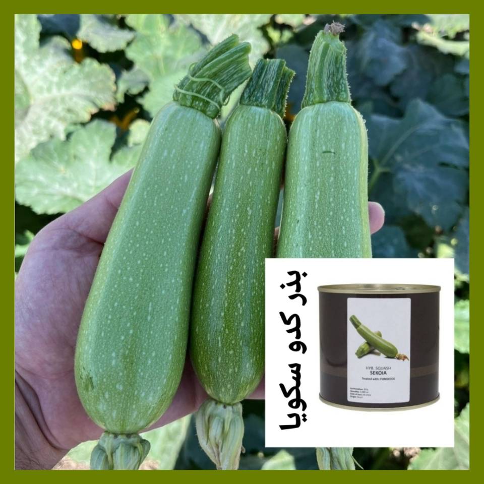 بذر کدو سکویا