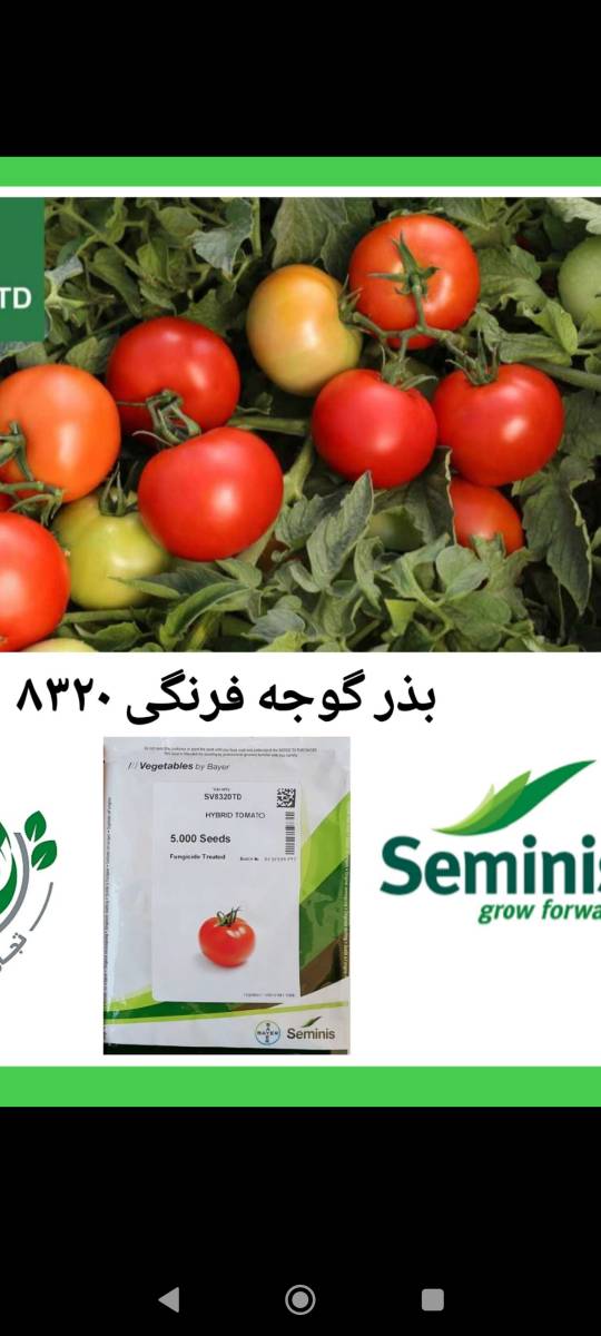 بذر گوجه فرنگی 8320
