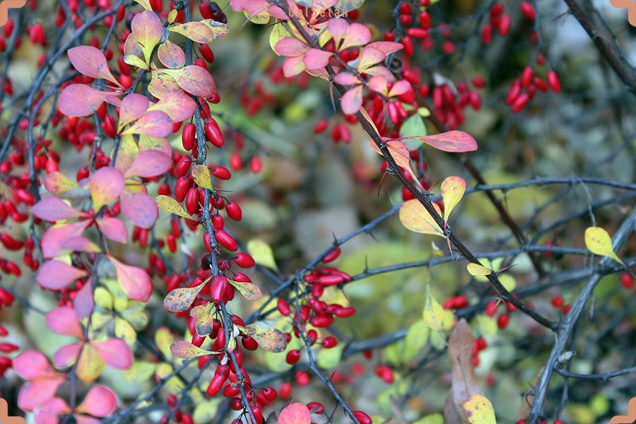 نشانه های بیماری روی گیاه زرشک