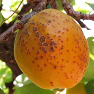 بیماری لکه غربالی درختان میوه
