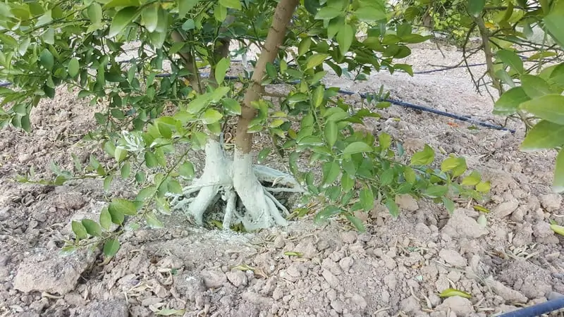 بیماری گموز مرکبات