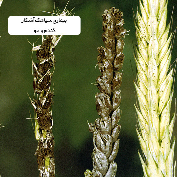 سیاهک آشکار جو و گندم