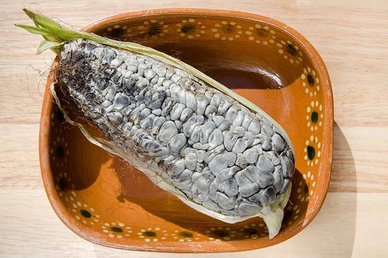 بیماری قارچ های عامل سیاهک