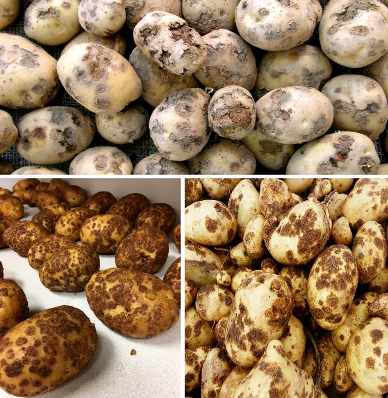 بیماری اسکب سیب زمینی