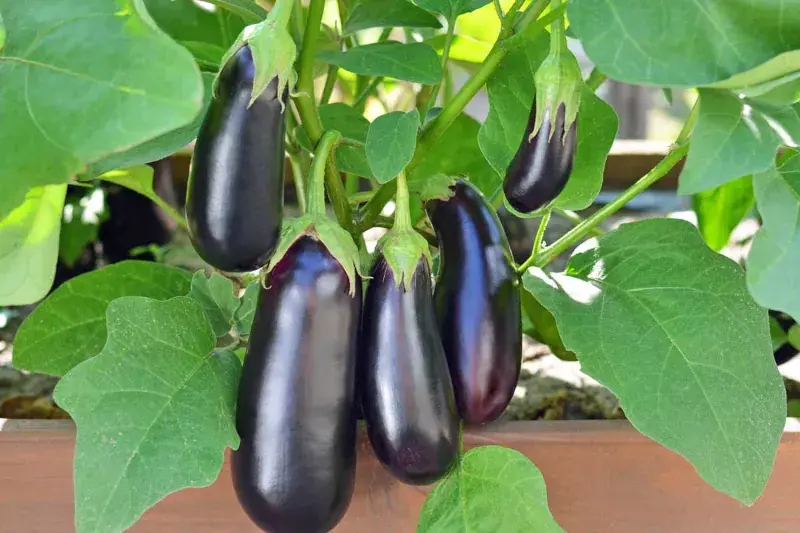 سیستم های ارگانیک تولید بادمجان