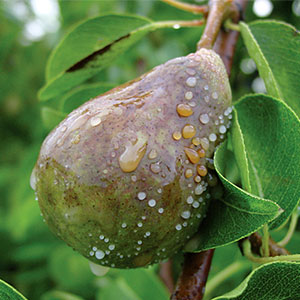 بیماری آتشک درختان گلابی
